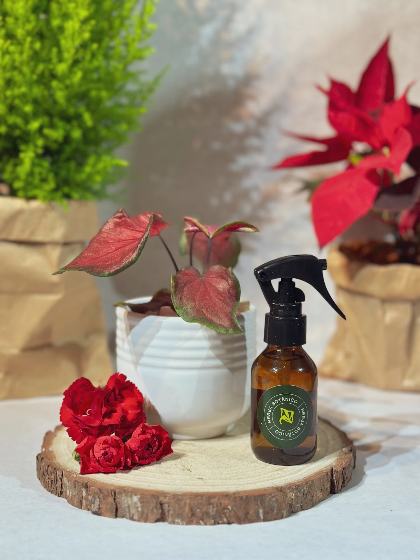 Kit Sopro | Caladium no Cachepot + Spray de Ambientes Herba