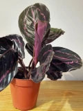 Calathea Surprise Star