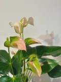 Anthurium