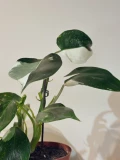 Philodendron White Wizard