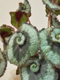Begonia Rex Caracol