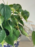 Philodendron Branco com estaca