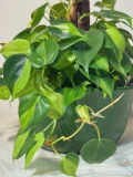 Philodendron Brasil com estaca